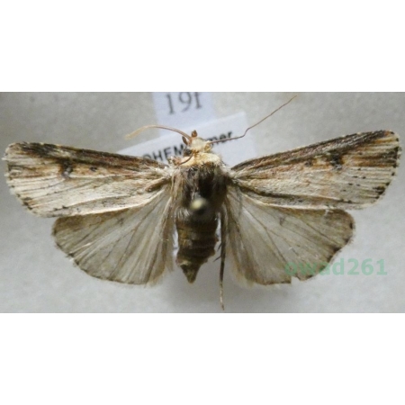 Axylia putris (Linnaeus, 1761) Rolnica zbutewka Czech19f